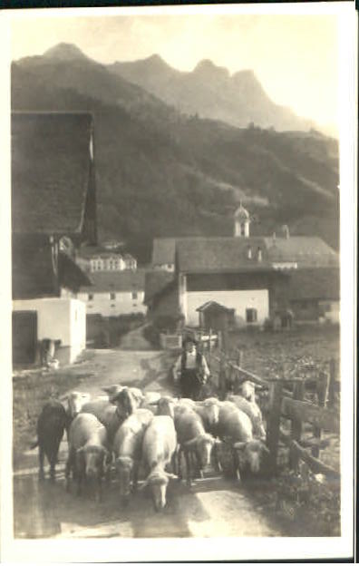 10575309 Engelberg OW Engelberg Schafherde