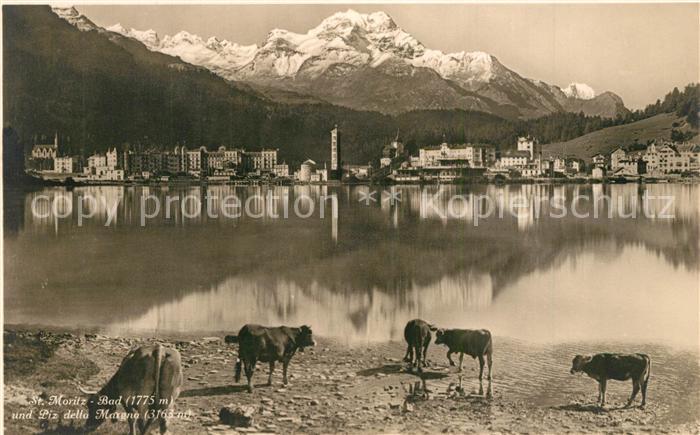 13307486 St Moritz Bad GR Kuehe am St Moritzersee Piz del la Margna Berninagrupp