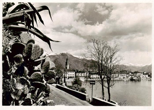 13888559 Ascona Lago Maggiore TI Vegetazione