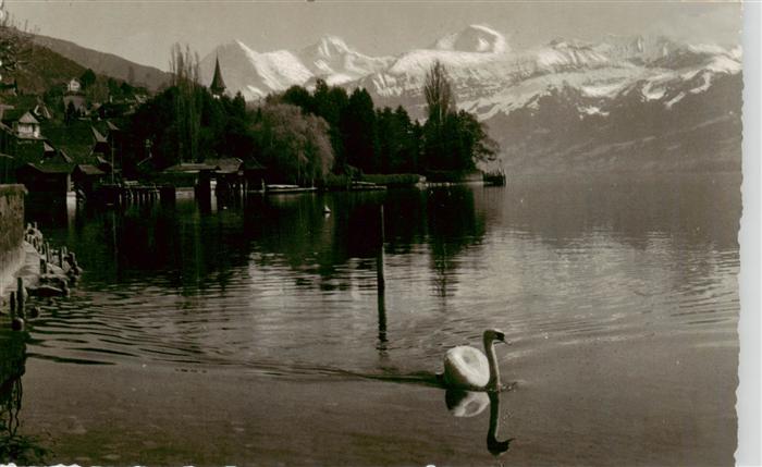 13926585 Hilterfingen_Thunersee_BE mit Eiger Moench und Jungfrau