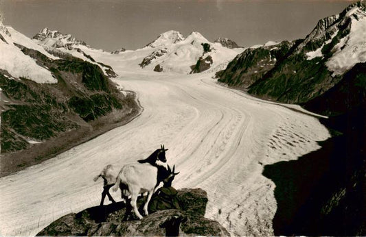 13961008 Eggishorn_2927m_VS Jungfrau Moench Eiger Grand Glacier d'Aletsch